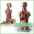 Anatomia humana plástica do torso dos modelos de ensino com órgãos removíveis